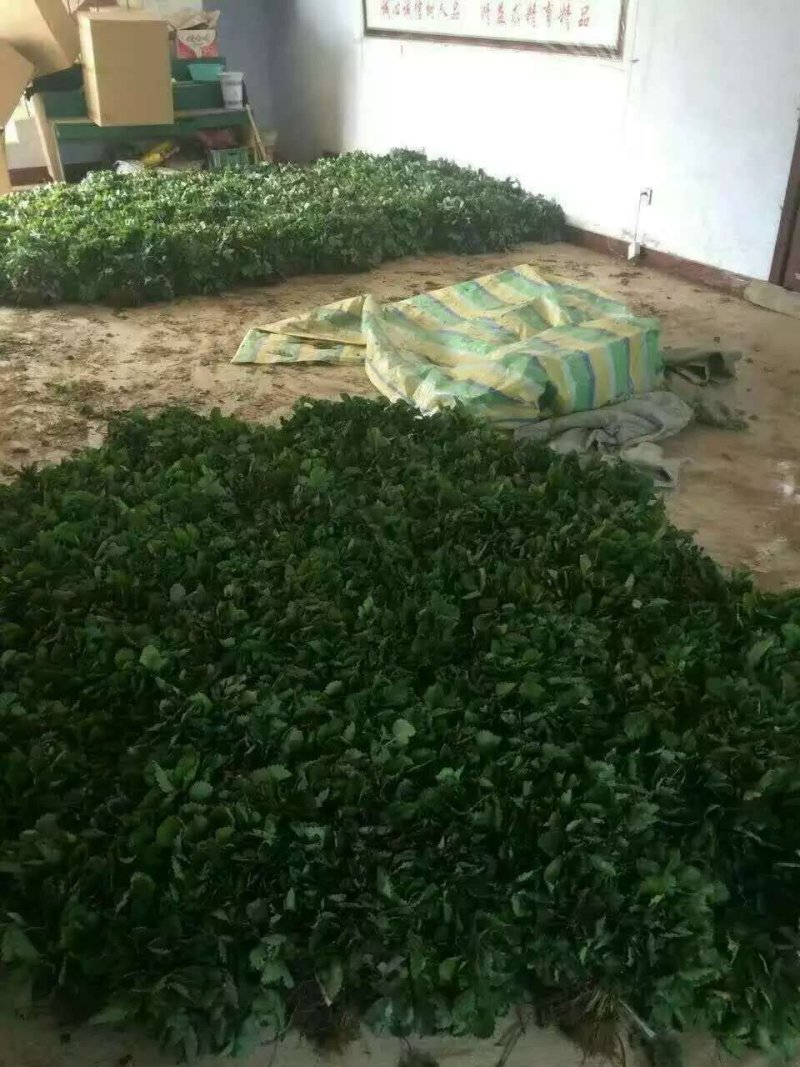 妙香草莓苗，10-20cm妙香草莓苗价格