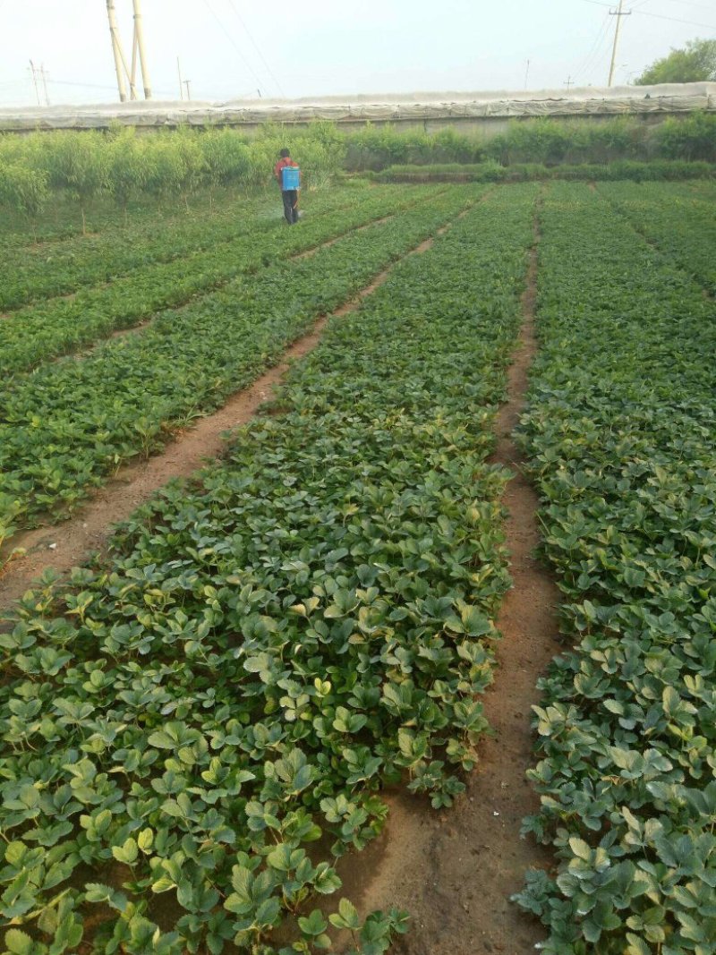 妙香草莓苗，10-20cm妙香草莓苗价格