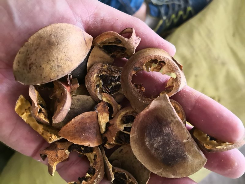 批发石榴皮