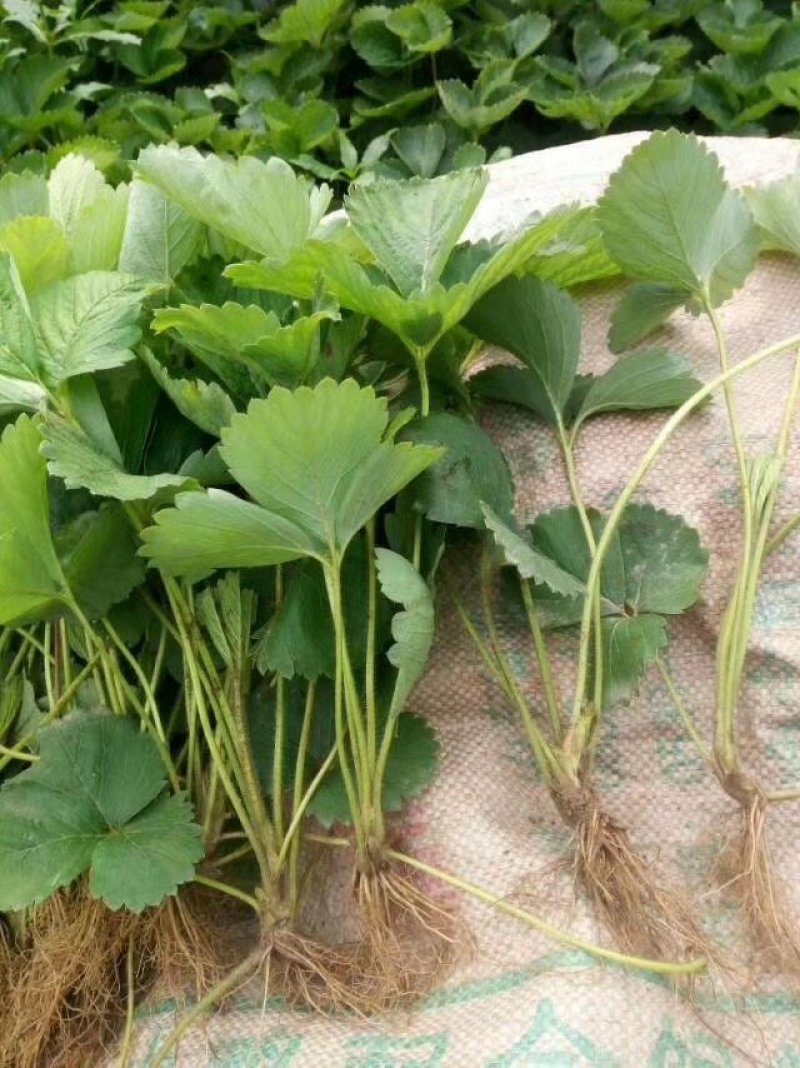 白草莓苗，白草莓苗价格，白草莓苗种植基地