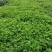 白草莓苗，白草莓苗价格，白草莓苗种植基地