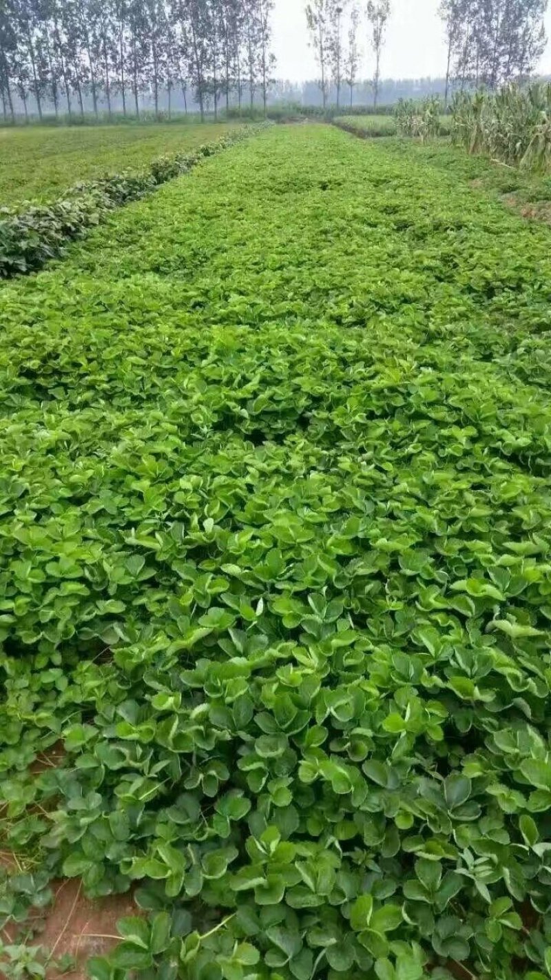 白草莓苗，白草莓苗价格，白草莓苗种植基地