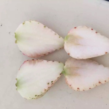 白草莓苗，白草莓苗价格，白草莓苗种植基地