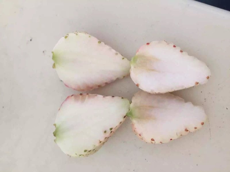 白草莓苗，白草莓苗价格，白草莓苗种植基地