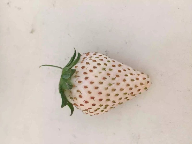 白草莓苗，白草莓苗价格，白草莓苗种植基地