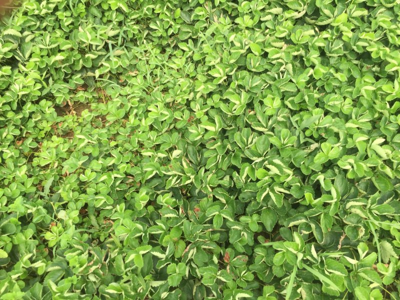 白草莓苗，白草莓苗价格，白草莓苗种植基地