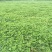 白草莓苗，白草莓苗价格，白草莓苗种植基地