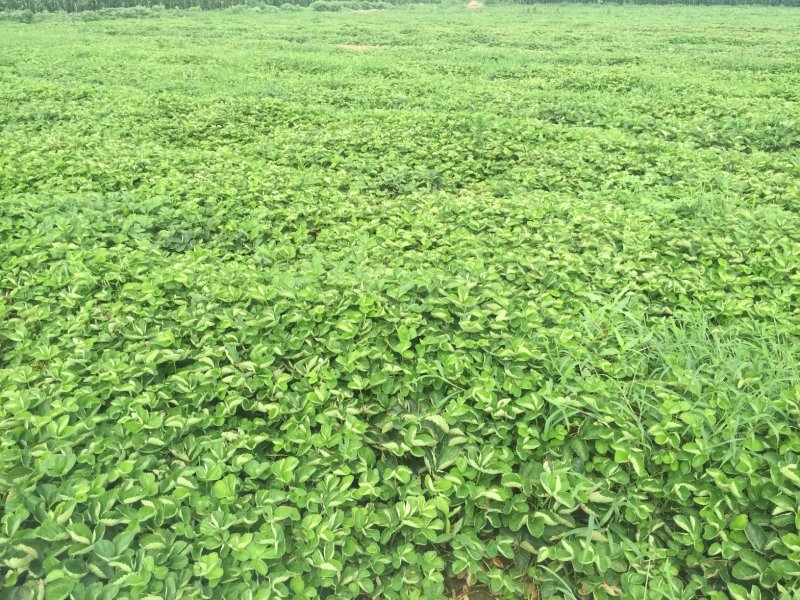 白草莓苗，白草莓苗价格，白草莓苗种植基地