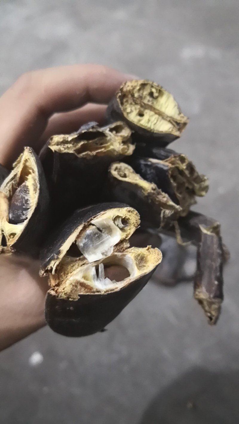 批发大皂角