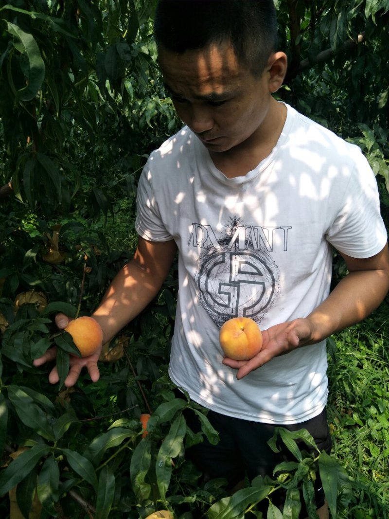 桃树苗黄桃苗迎霜红桃苗突围桃苗蟠桃苗免费提供技术跟踪