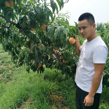 桃树苗黄桃苗迎霜红桃苗突围桃苗蟠桃苗免费提供技术跟踪