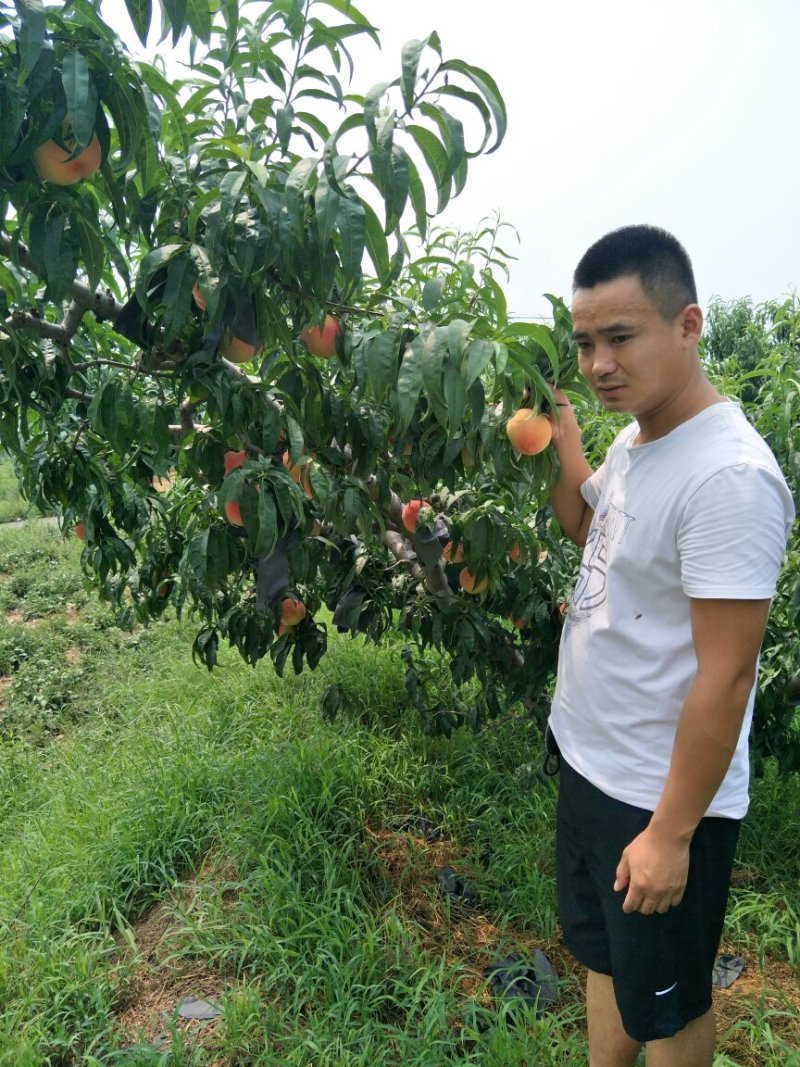 桃树苗黄桃苗迎霜红桃苗突围桃苗蟠桃苗免费提供技术跟踪