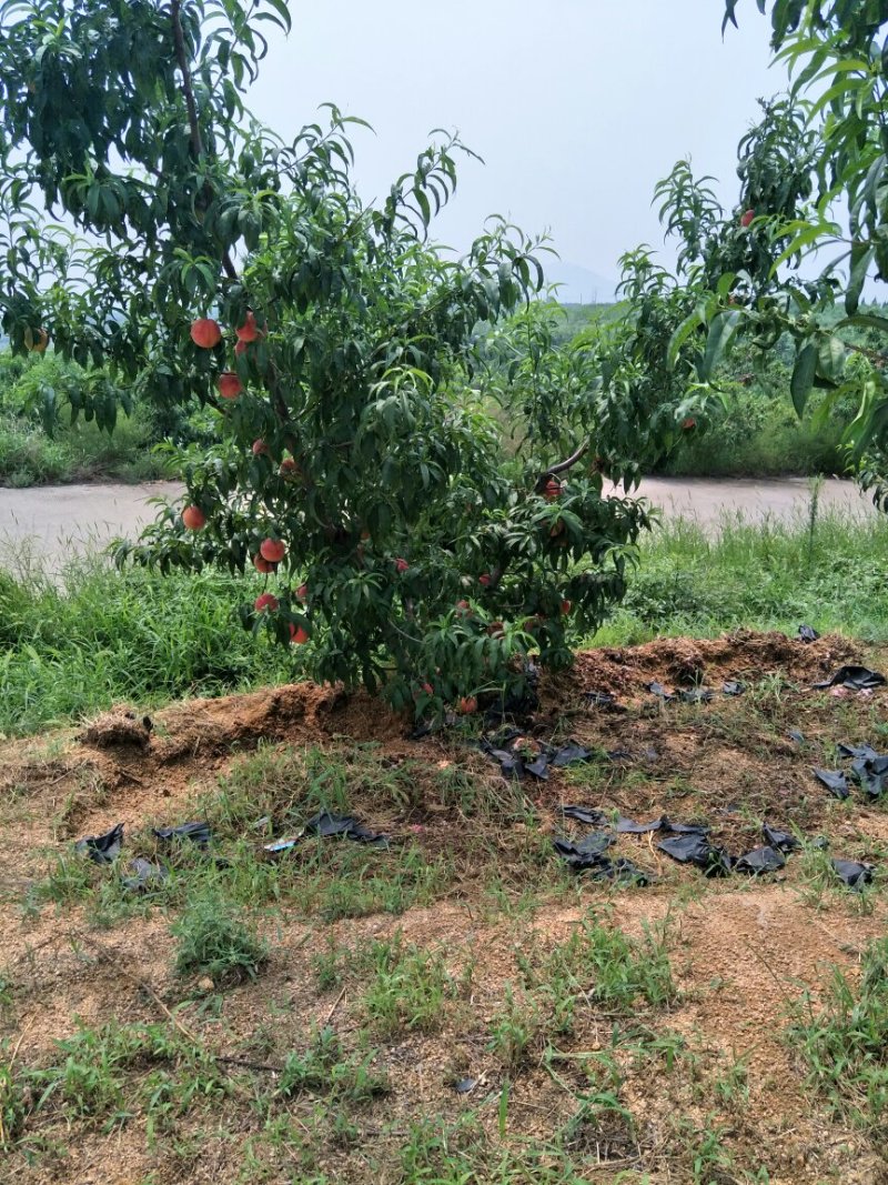 桃树苗黄桃苗迎霜红桃苗突围桃苗蟠桃苗免费提供技术跟踪