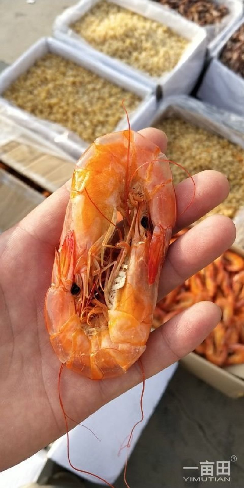 虾干