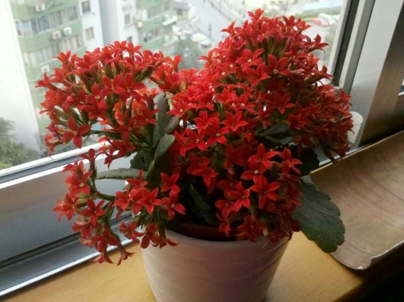 花卉盆景.观花植物.长寿花