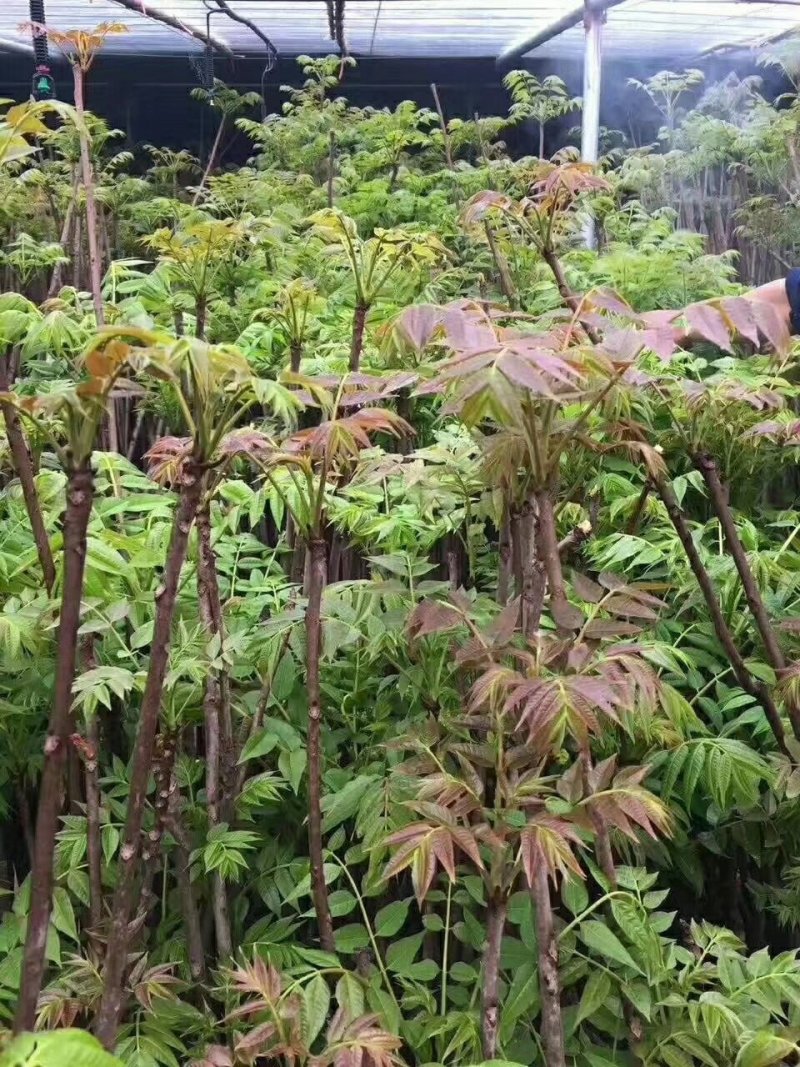红油香椿苗，红油香椿苗价格