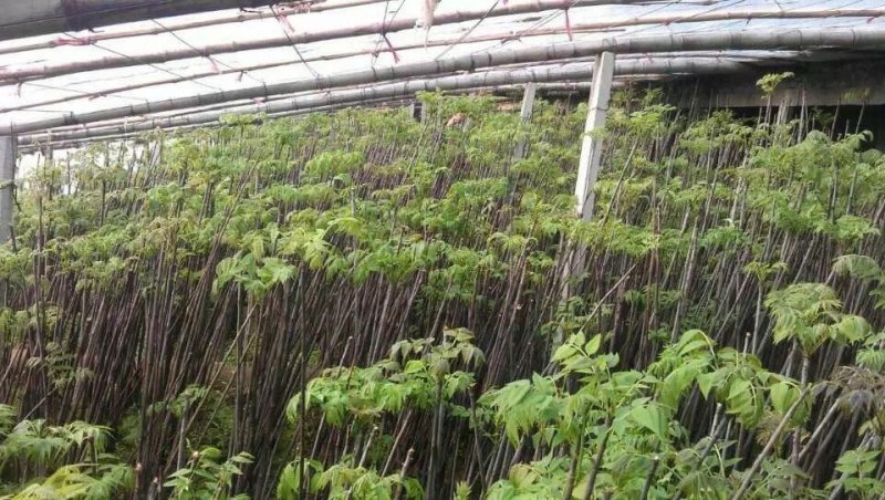 红油香椿苗，红油香椿苗价格