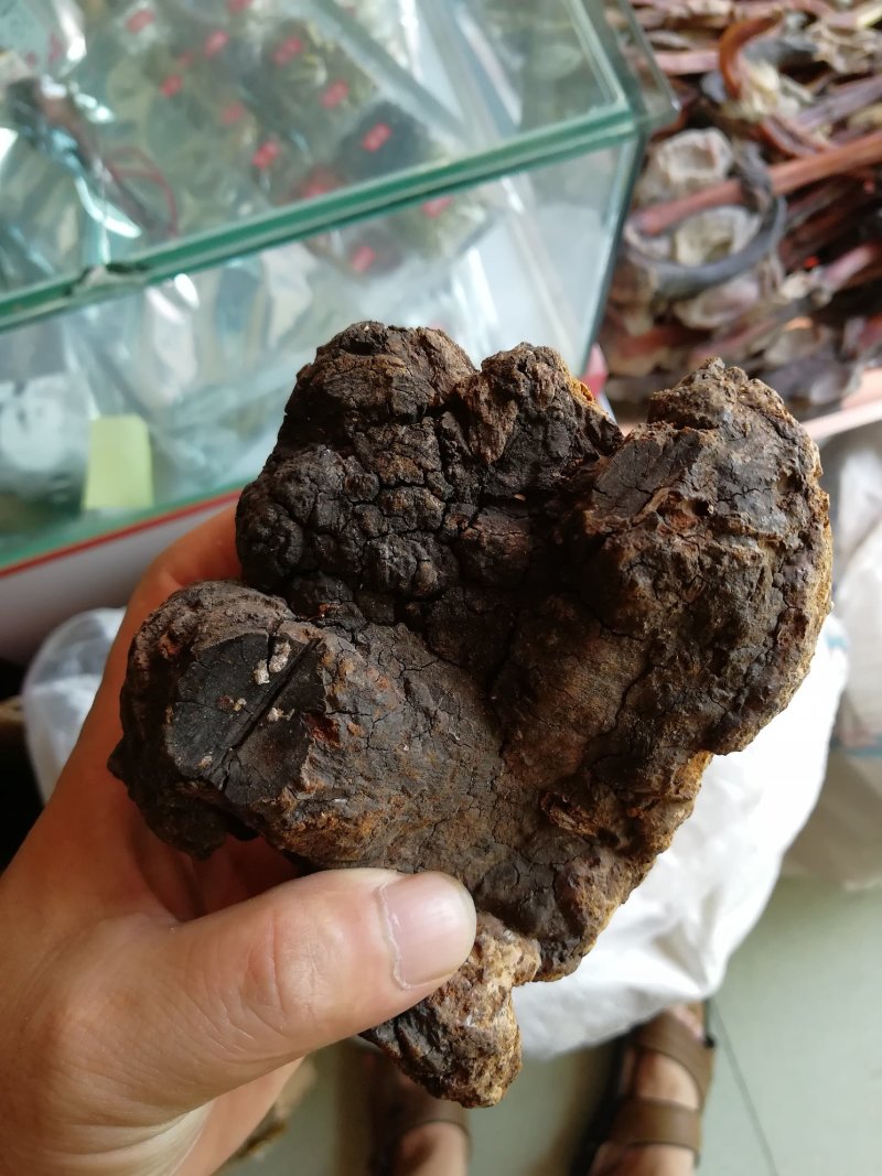 缅甸灵芝土特产