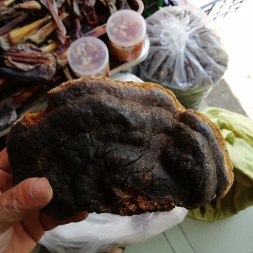 缅甸灵芝土特产