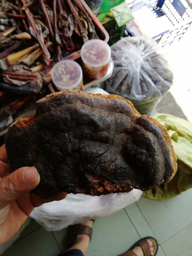 缅甸灵芝土特产
