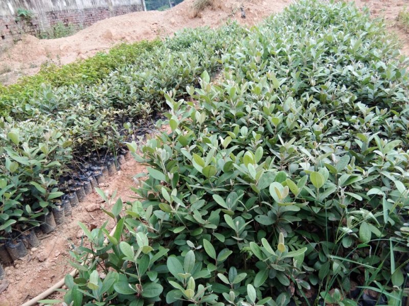 新品种桃金娘树苗山念子苗可泡酒的念果当年结果适合盆栽包售