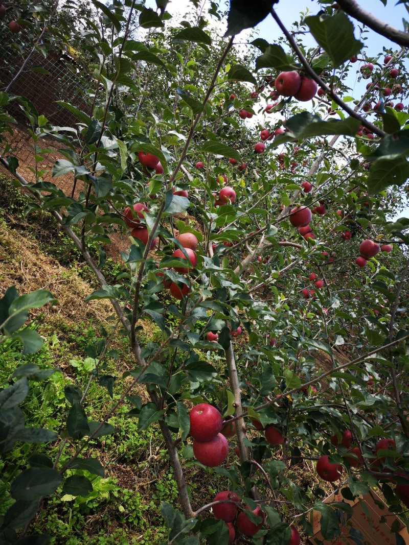 大凉山盐源苹果