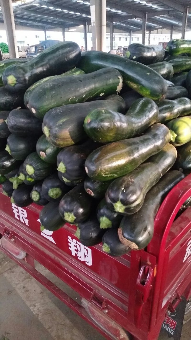 优质产品黑皮南瓜，条形好，无大头欢迎☎️☎️