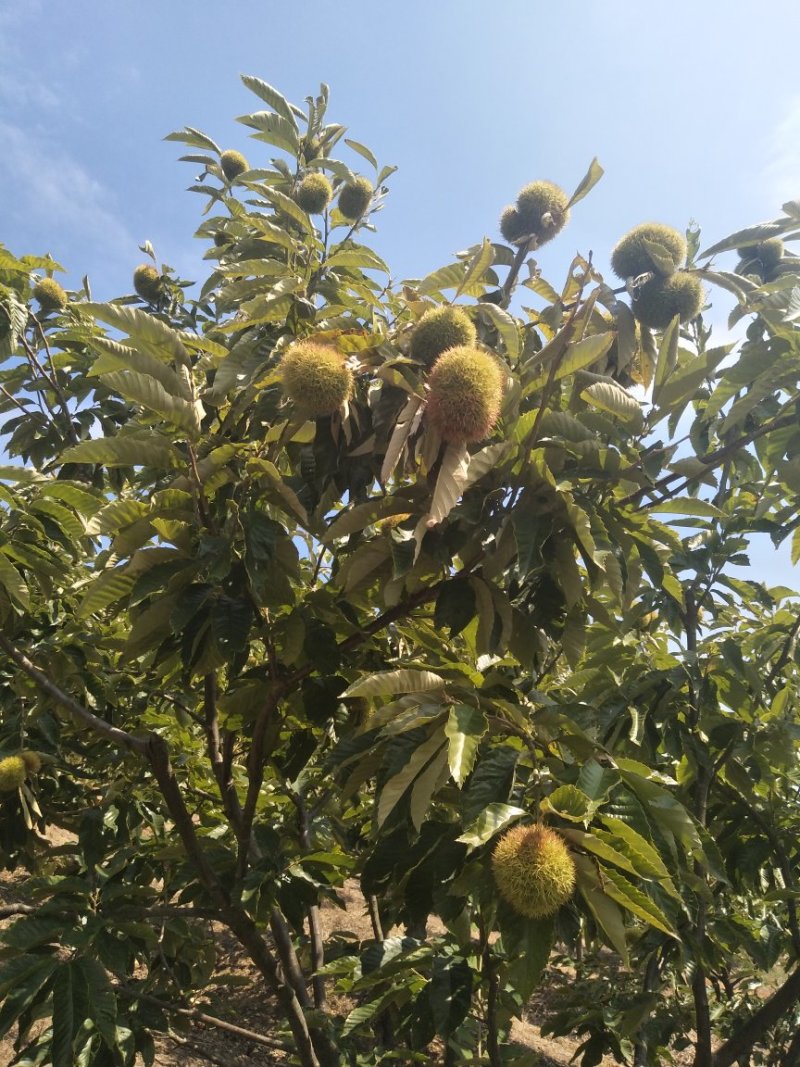 板栗刺球个头大，每天现摘先发，产地直供，货源充足价格优惠
