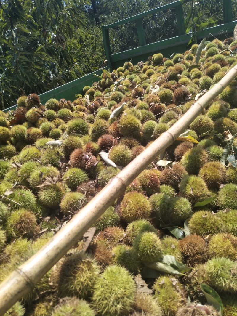 板栗刺球个头大，每天现摘先发，产地直供，货源充足价格优惠