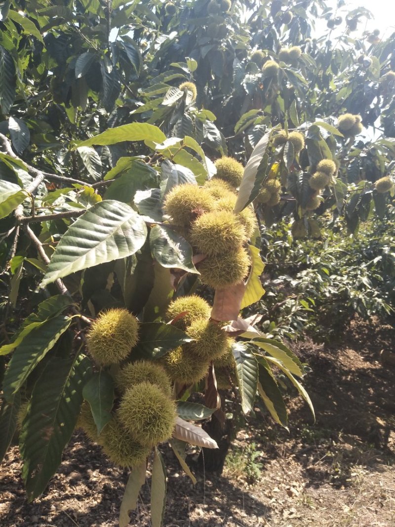 板栗刺球个头大，每天现摘先发，产地直供，货源充足价格优惠