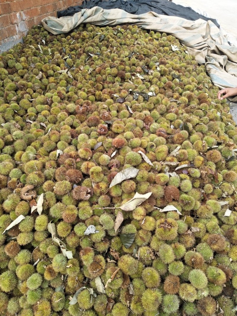 板栗刺球个头大，每天现摘先发，产地直供，货源充足价格优惠