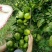 特早蜜橘