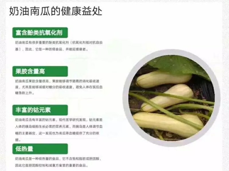 阿根廷迷你奶油南瓜