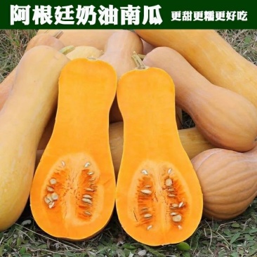 阿根廷迷你奶油南瓜
