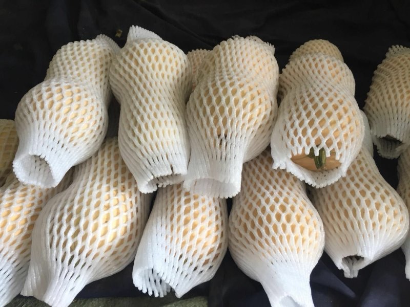 阿根廷迷你奶油南瓜