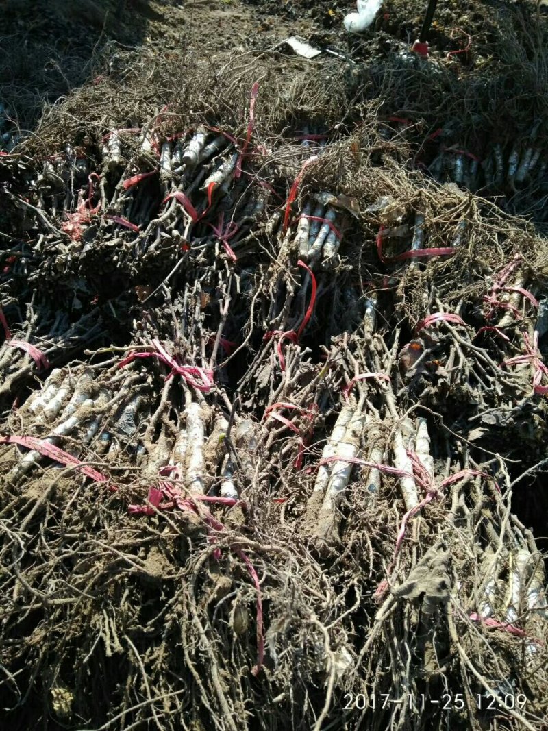 两年的苗，