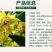 【放心苗】桂花苗桂花树苗批发金桂丹桂大量供应欢迎咨询