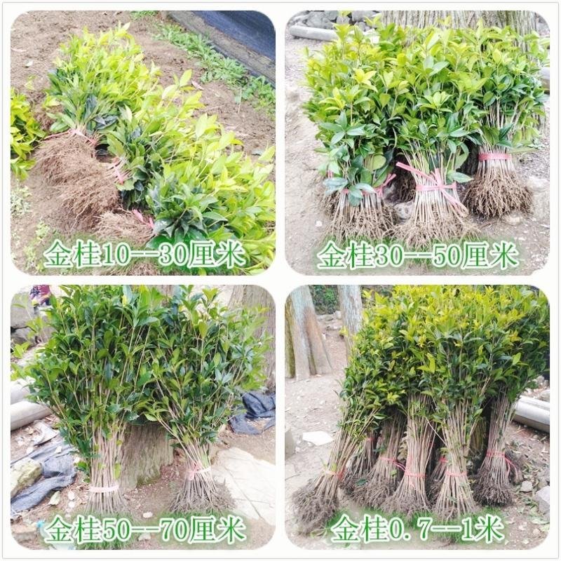 【放心苗】桂花苗桂花树苗批发金桂丹桂大量供应欢迎咨询