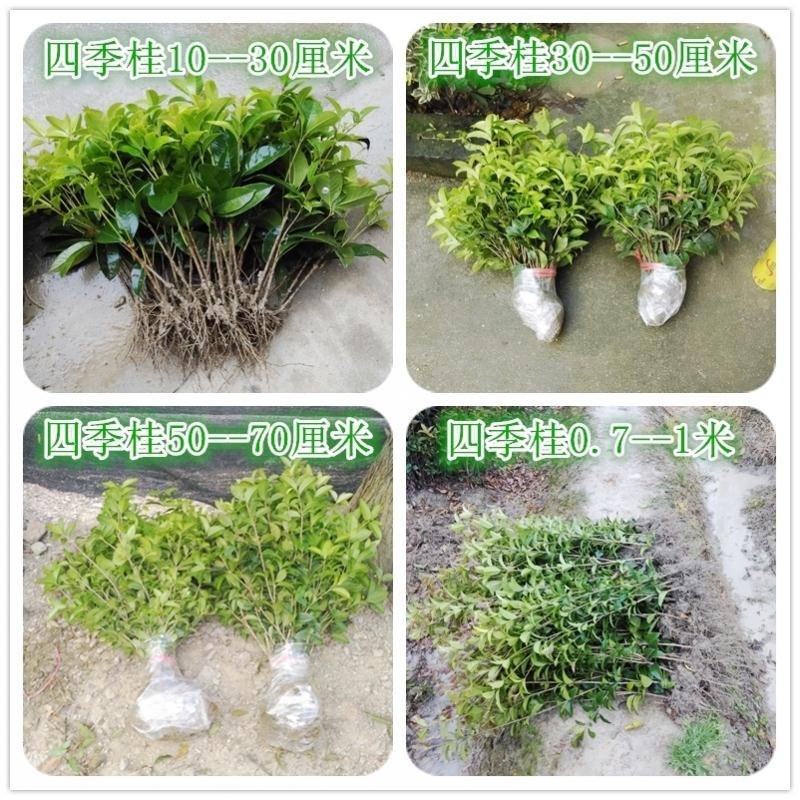 【放心苗】桂花苗桂花树苗批发金桂丹桂大量供应欢迎咨询