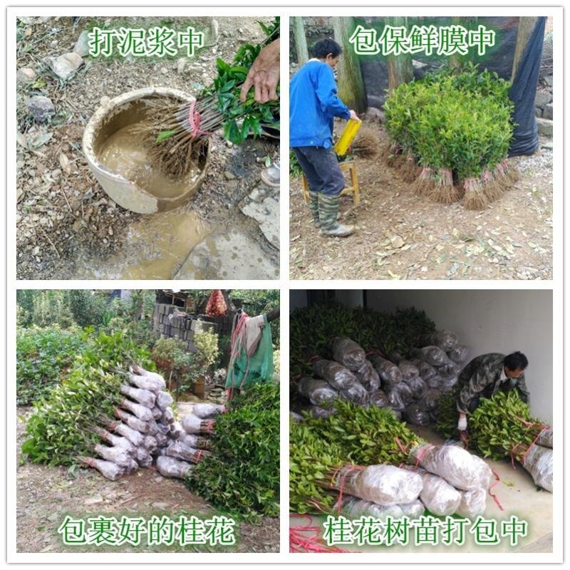 【放心苗】桂花苗桂花树苗批发金桂丹桂大量供应欢迎咨询