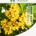 【放心苗】桂花苗桂花树苗批发金桂丹桂大量供应欢迎咨询