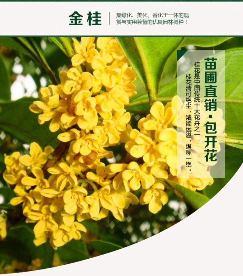 【放心苗】桂花苗桂花树苗批发金桂丹桂大量供应欢迎咨询