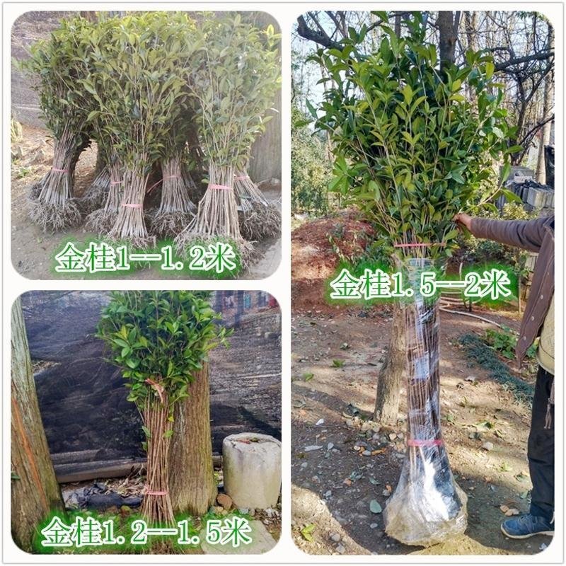 【放心苗】桂花苗桂花树苗批发金桂丹桂大量供应欢迎咨询