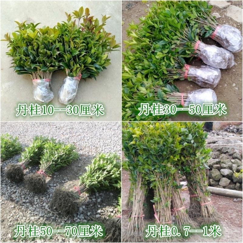 【放心苗】桂花苗桂花树苗批发金桂丹桂大量供应欢迎咨询