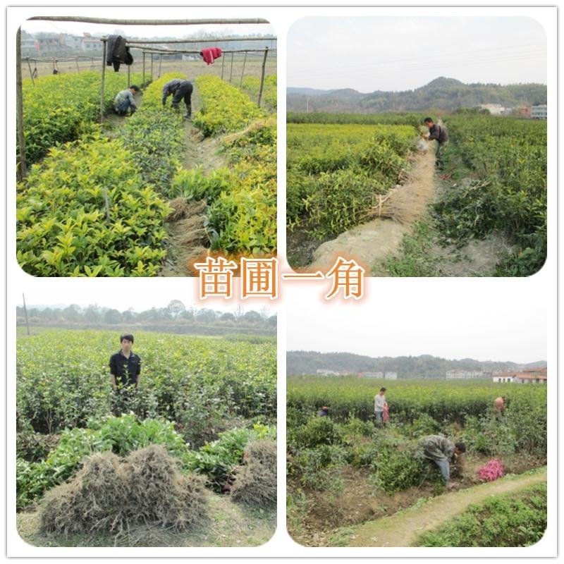 【放心苗】桂花苗桂花树苗批发金桂丹桂大量供应欢迎咨询