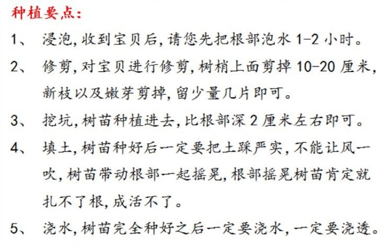 【放心苗】桂花苗桂花树苗批发金桂丹桂大量供应欢迎咨询