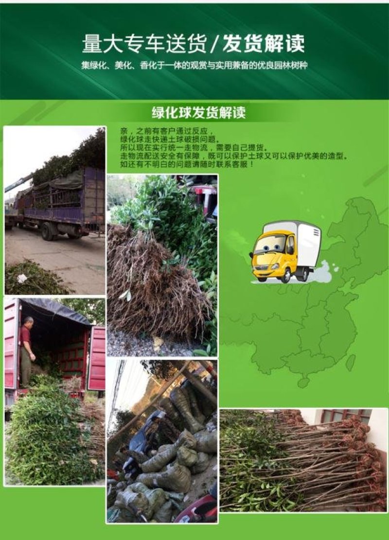 【放心苗】桂花苗桂花树苗批发金桂丹桂大量供应欢迎咨询
