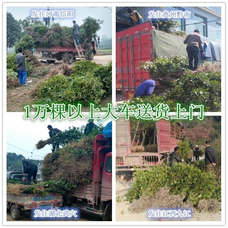 【放心苗】桂花苗桂花树苗批发金桂丹桂大量供应欢迎咨询