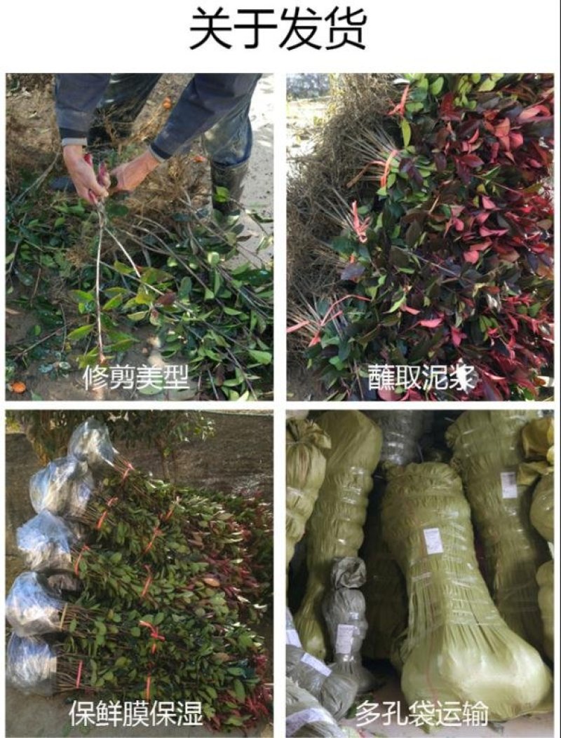 红叶石楠2cm以下4cm以下0.5米以下