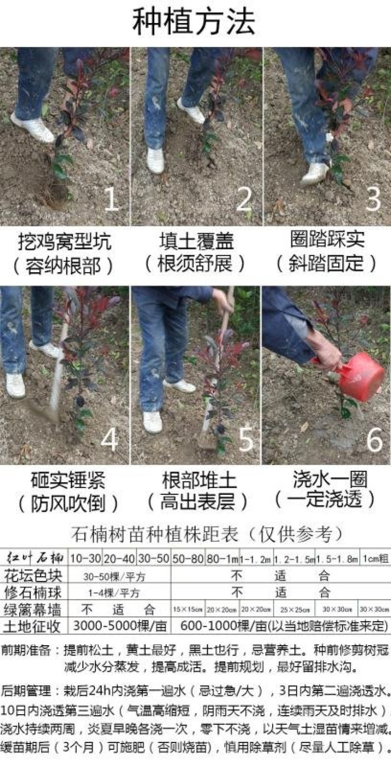 红叶石楠2cm以下4cm以下0.5米以下